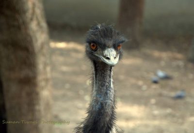 EMU Bird Farming
