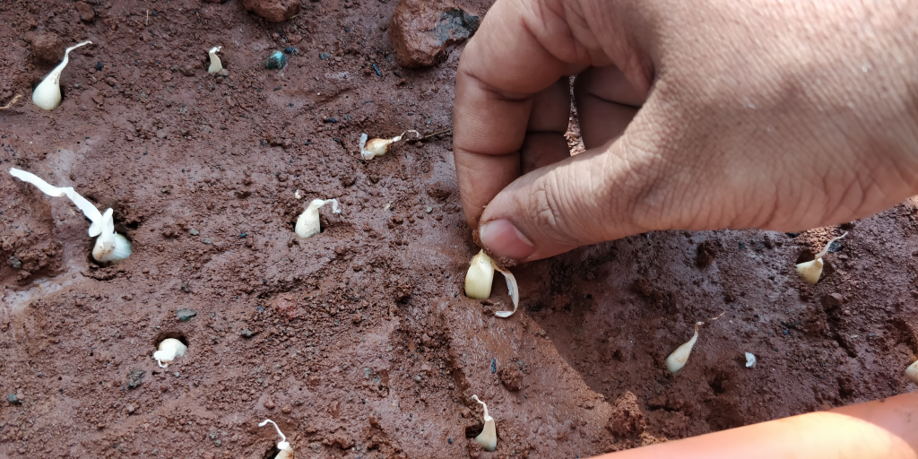 How to grow Garlic from Clove