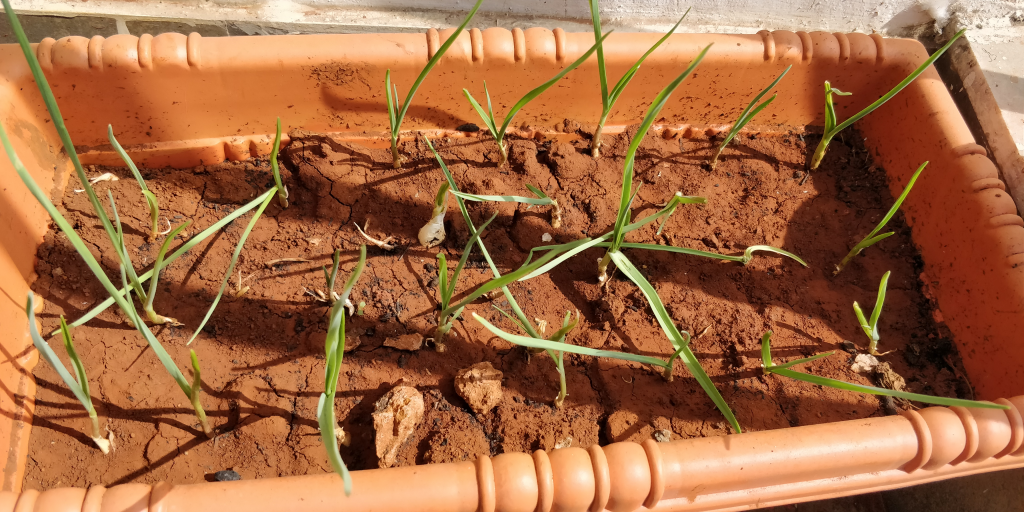 Garlic sprouted